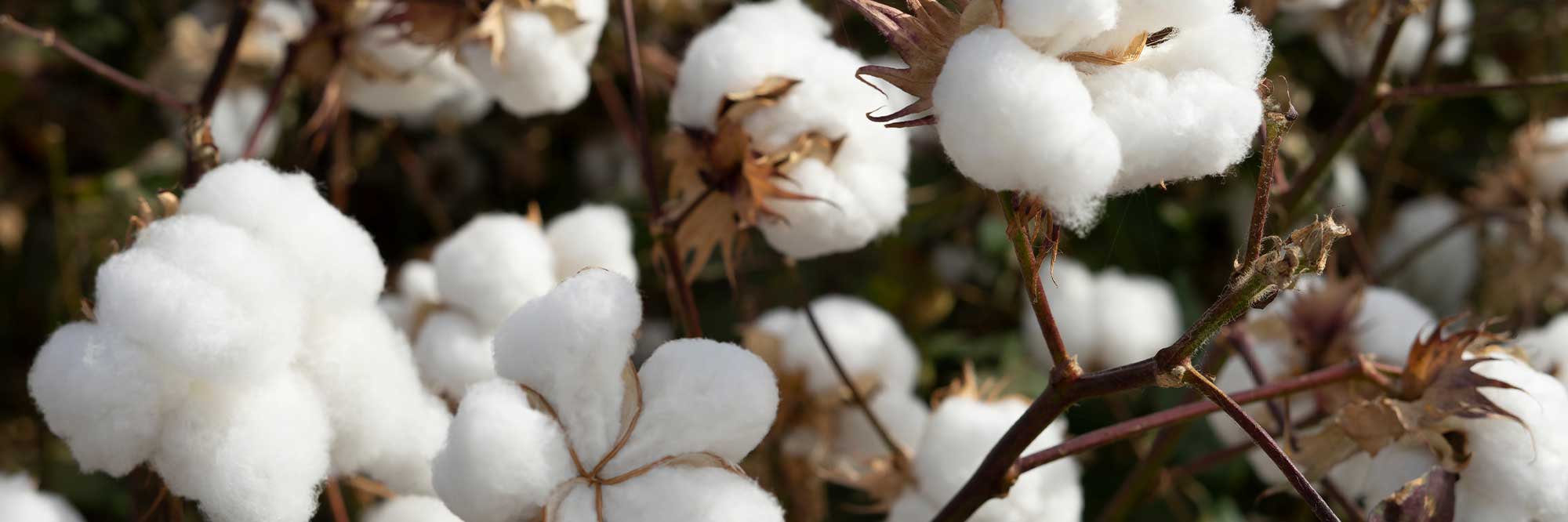 Best Cotton Sheets Made in USA American Blanket Company