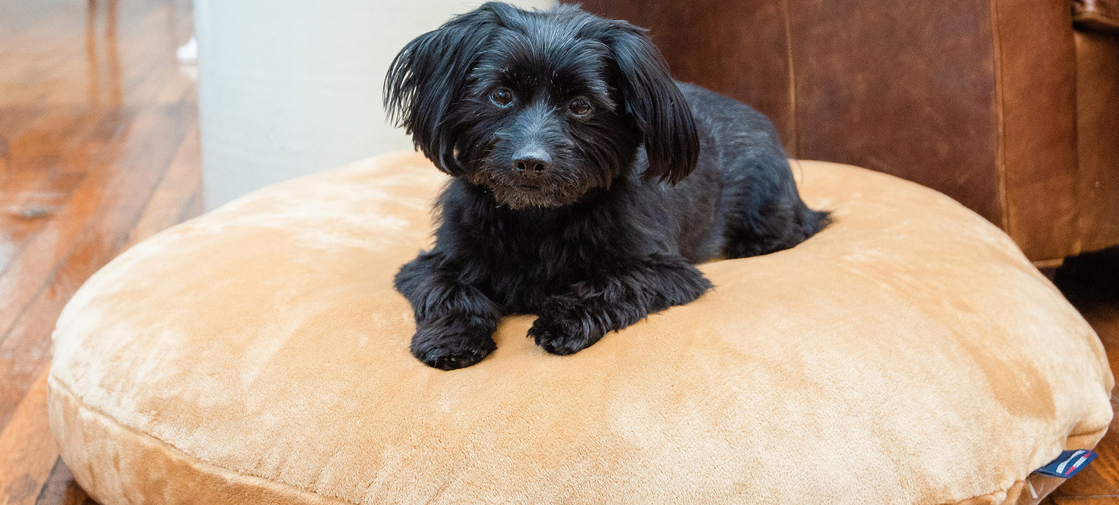 Pet Blankets and Bedding