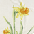 Daffodil / Throw (50