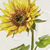 Sunflower / Throw (50