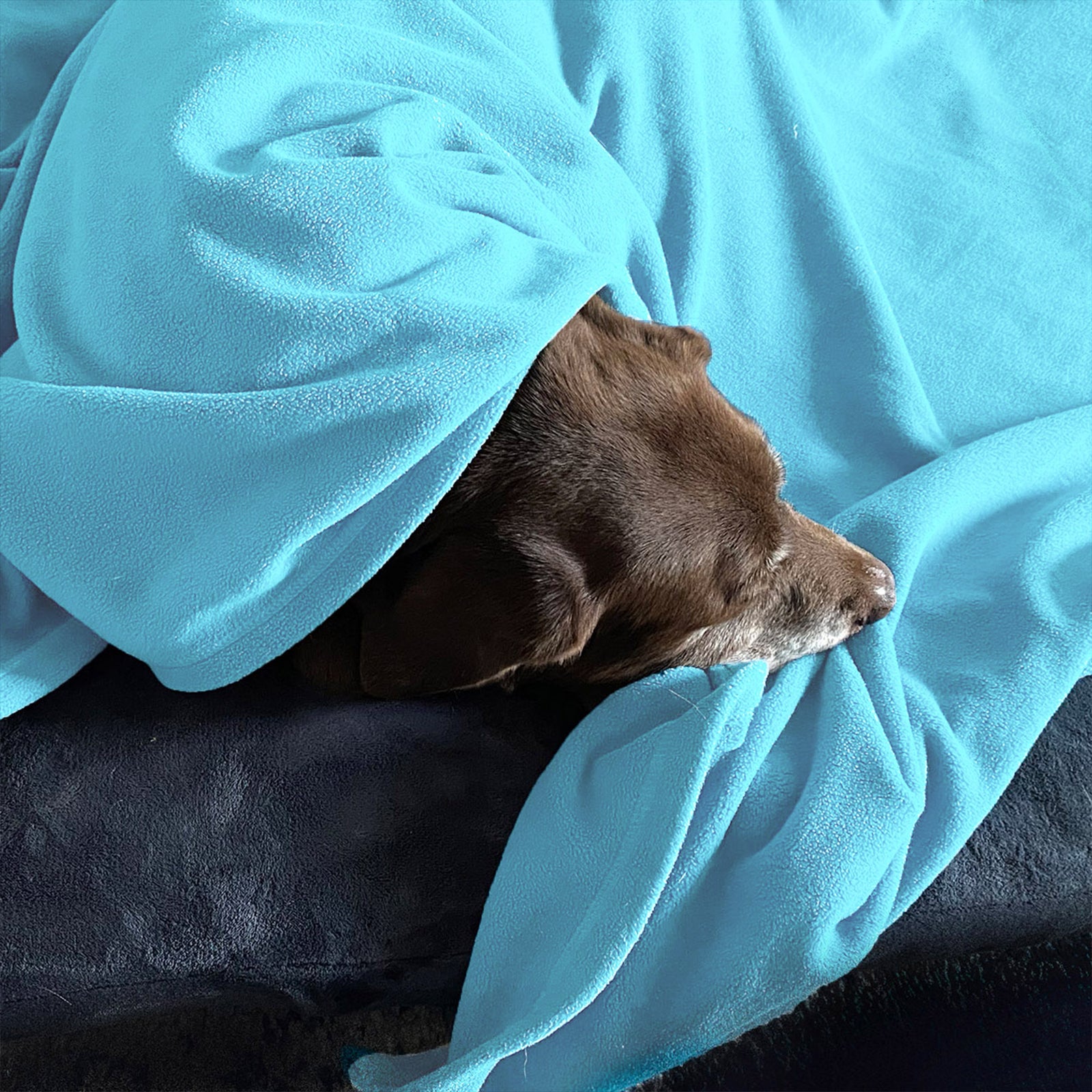 American Blanket Company - Peaceful Touch Pet Blankets - pictured is a light brown puppy snuggled on a luster loft pet bed with a peaceful touch pet blanket in light blue.