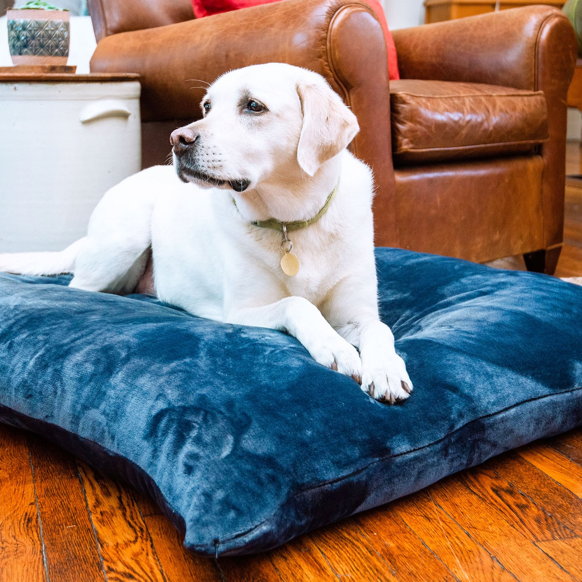 Luster Loft Pet Beds Loungers Treat Your Pup Today