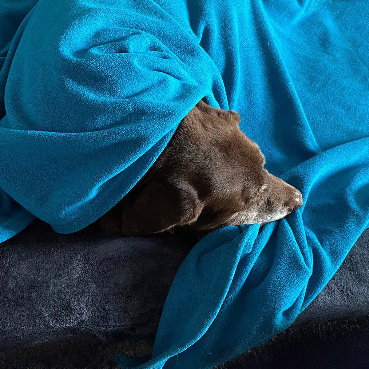 fleece pet blankets